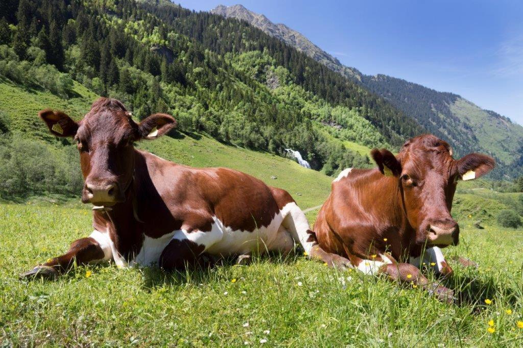 Neuhaushof Lägenhet Hollersbach im Pinzgau Exteriör bild